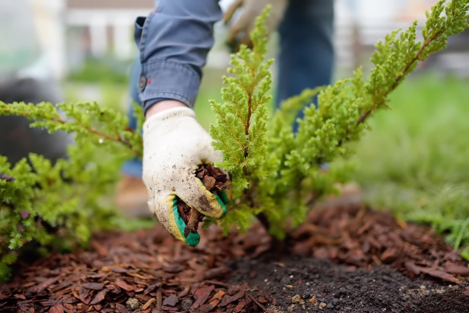 Un jardinier paillis de geni&egrave;vre d'&eacute;corce de pin dans la cour