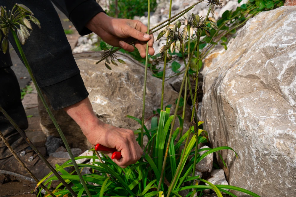 Jardin résidentiel paysagé avec pelouse centrale parfaitement entretenue, bordures fleuries aux couleurs vives et arbustes ornementaux