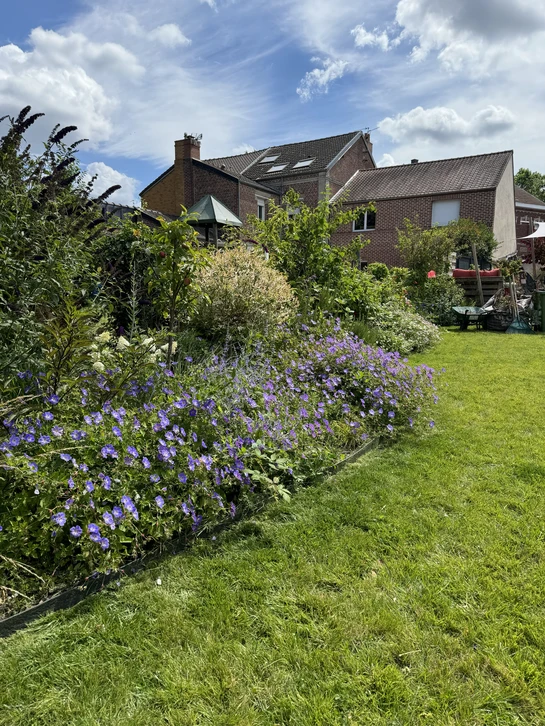Jardin luxuriant avec végétation dense et variée comprenant fougères retombantes aux frondes délicates, plantes vivaces à feuillage vert tendre, arbustes à feuilles composées et tapis de mousse