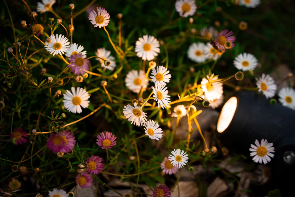 Piscine rectangulaire privée avec eau cristalline dans jardin paysager