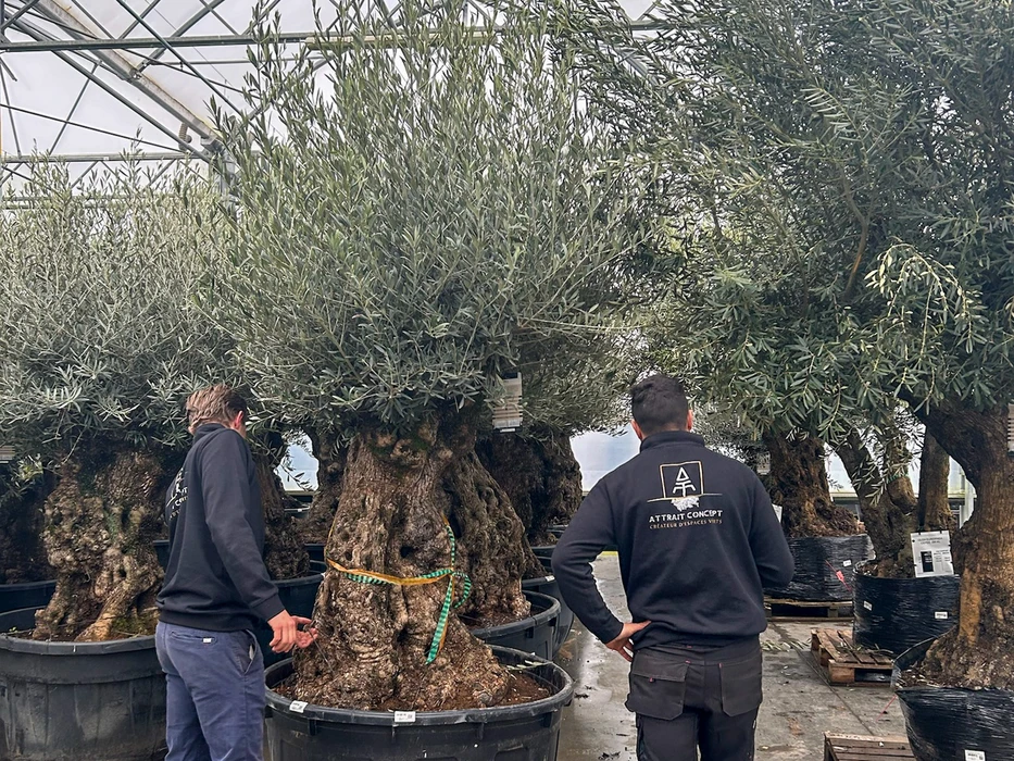 Quartier résidentiel avec maisons individuelles, trottoir béton longeant pelouses entretenues